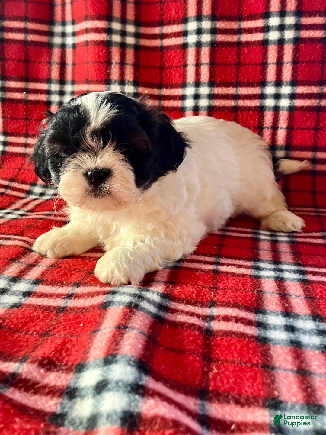 Shih Tzu dogs for sale: Liam - Ad 3
