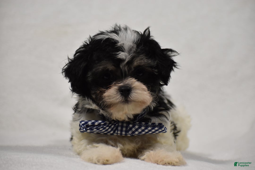 Maltipoo dogs for sale: Benny - Ad 8