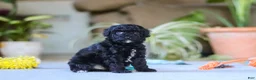 Miniature Poodle dogs for sale: Asher - Ad 5