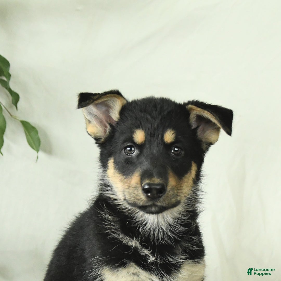 Gerberian Shepsky dogs for sale: Meadow - Ad 6