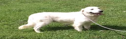 Golden Retriever dogs for sale: Sam - Ad 2