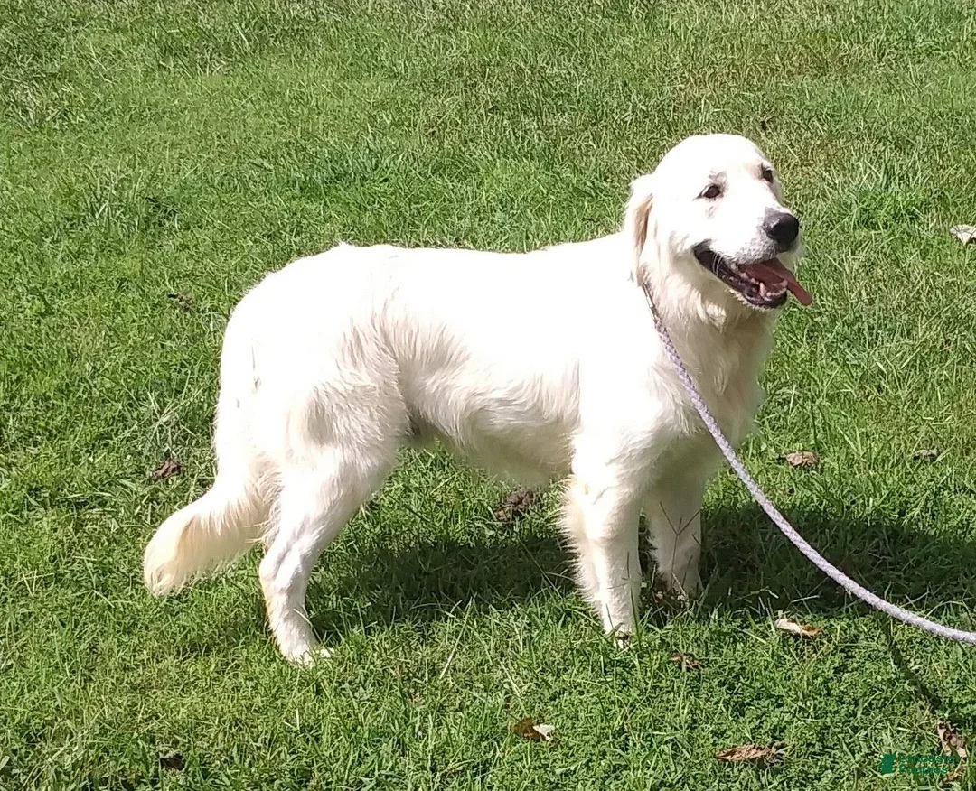 Golden Retriever dogs for sale: Sam - Ad 2
