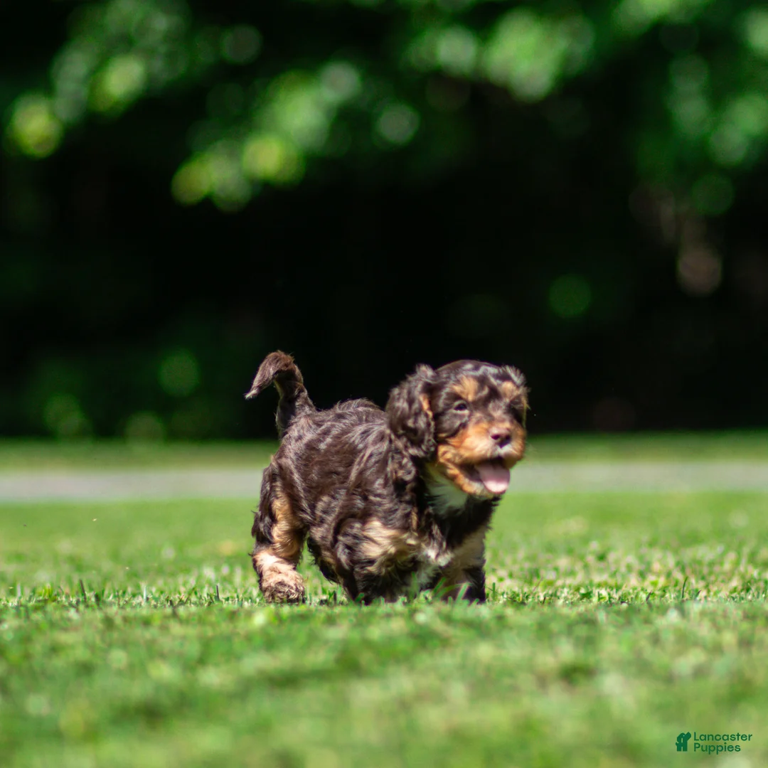 Cavapoo dogs for sale: Puddles Cavapoo  - Ad 4