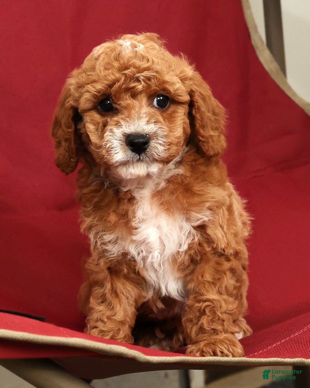 Cavapoo dogs for sale: Joey - Ad 6