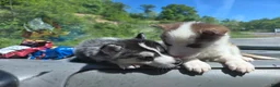 Siberian Husky dogs for sale: Siberian Husky Puppy 2 - Ad 7