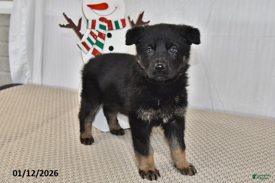 German Shepherd dogs for sale: Kyla - Ad 5