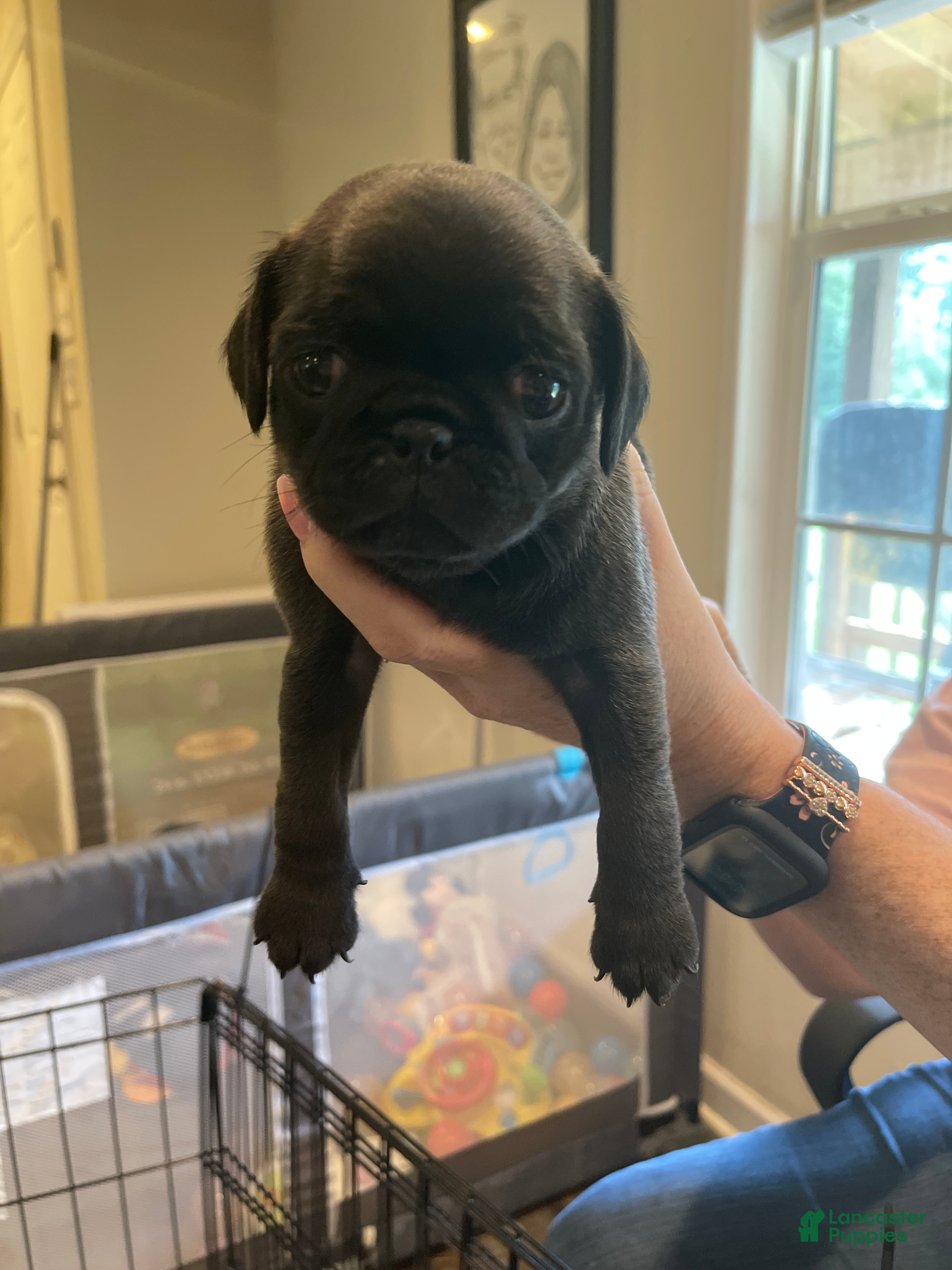 Pug dogs Pug 2 - Ad 11