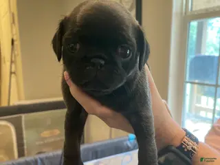 Pug dogs Pug 2 - Ad 3