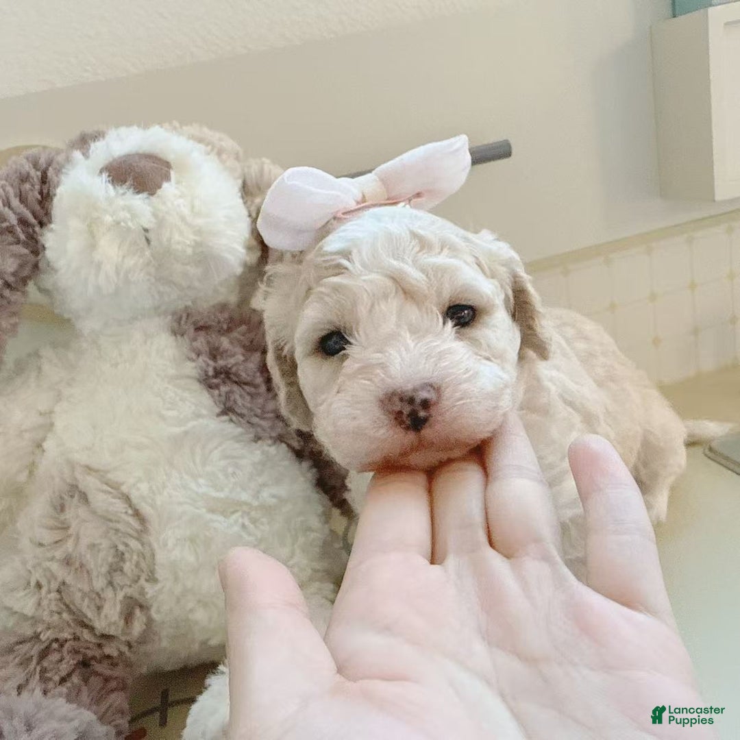 Bichpoo dogs for sale: Snow - Ad 1