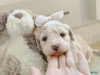 Bichpoo dogs Snow - Ad 31