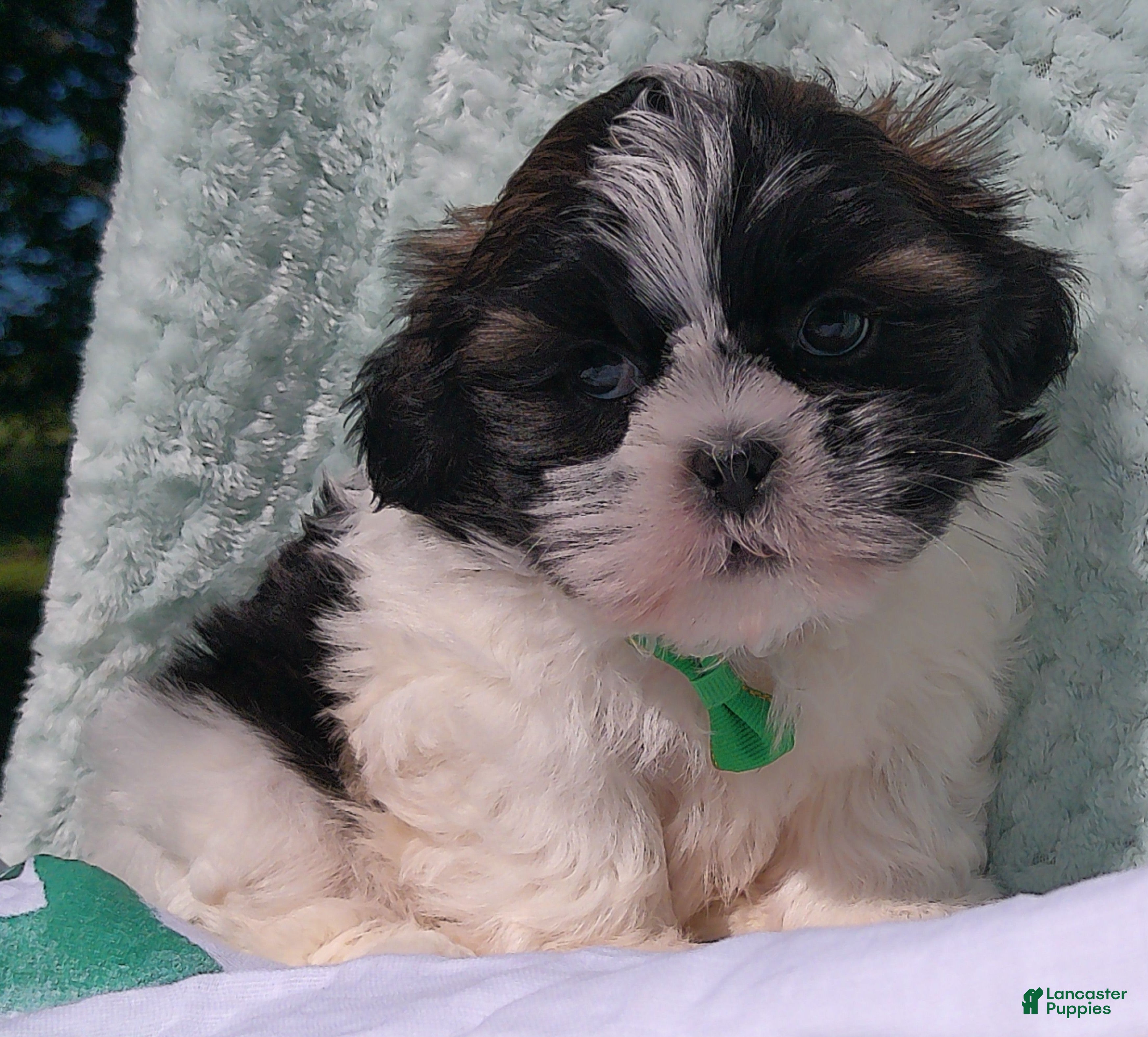 Shih Tzu dogs for sale: Patches - Ad 1