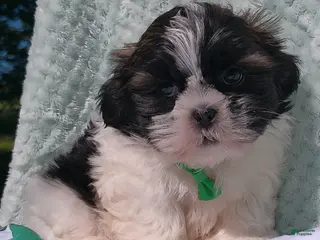 Shih Tzu dogs for sale: Patches - Ad 2