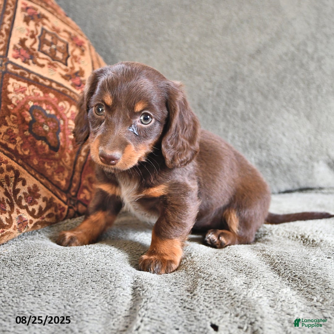 Brown Long Haired Chocolate Mini Dachshund Brown Dachshund