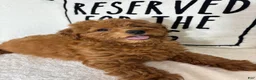 Mini Goldendoodle dogs for sale: Goldie - Ad 5