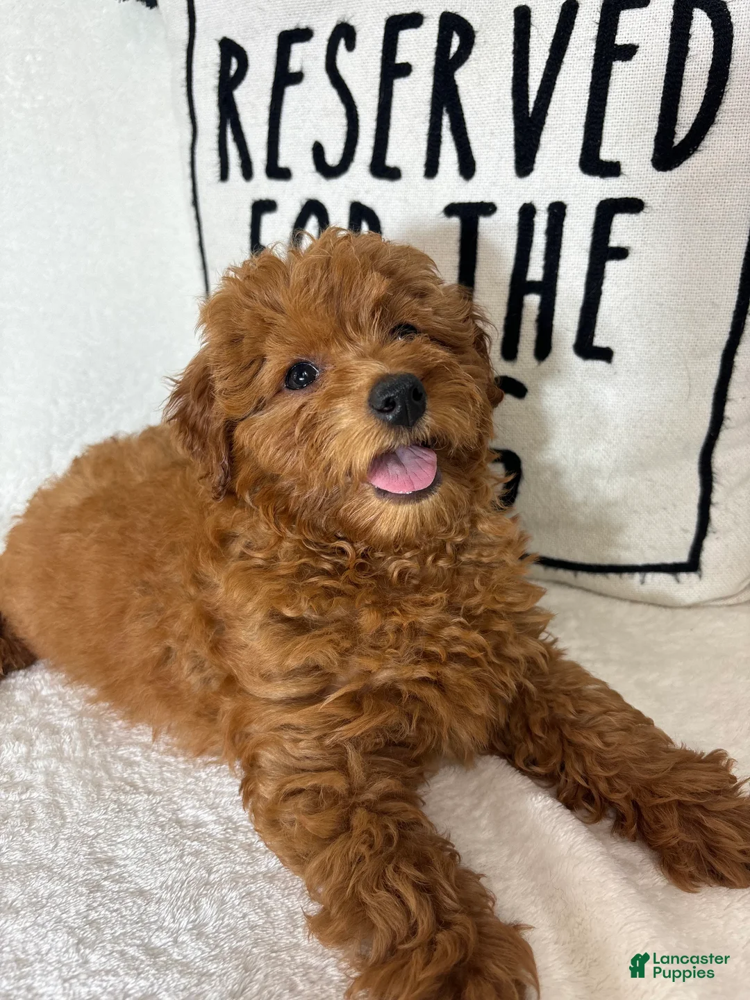 Mini Goldendoodle dogs for sale: Goldie - Ad 5