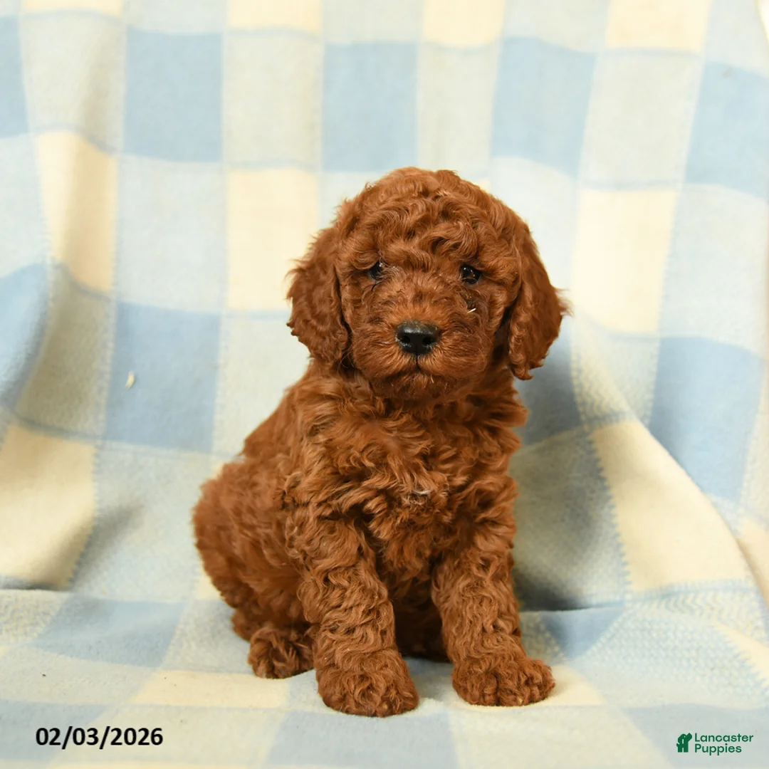 Miniature Poodle dogs for sale: Kipper - Ad 5