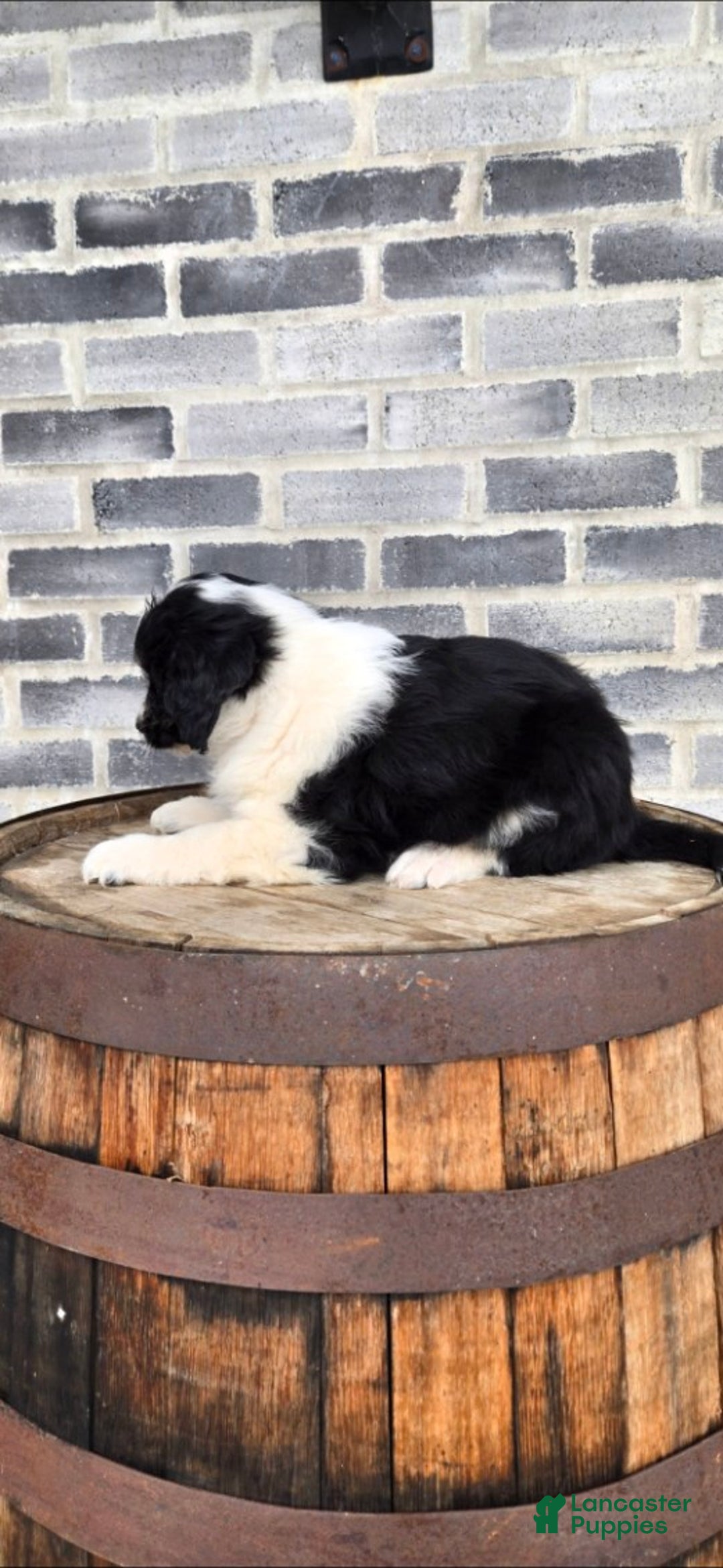 Mini Aussiedoodle dogs for sale: Rocky – Male (Tri-Color) - Ad 5