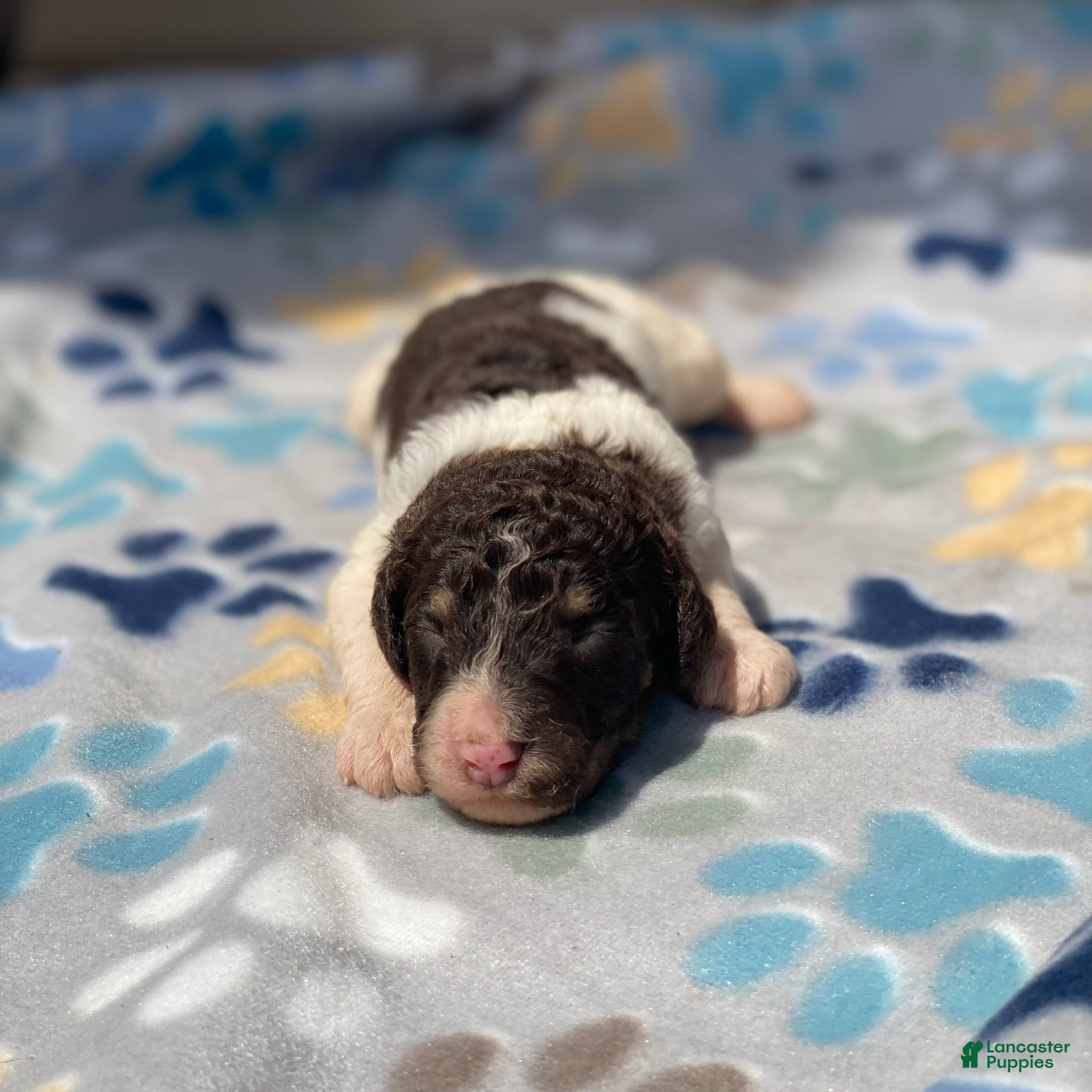 Standard Poodle dogs Milo - Ad 28