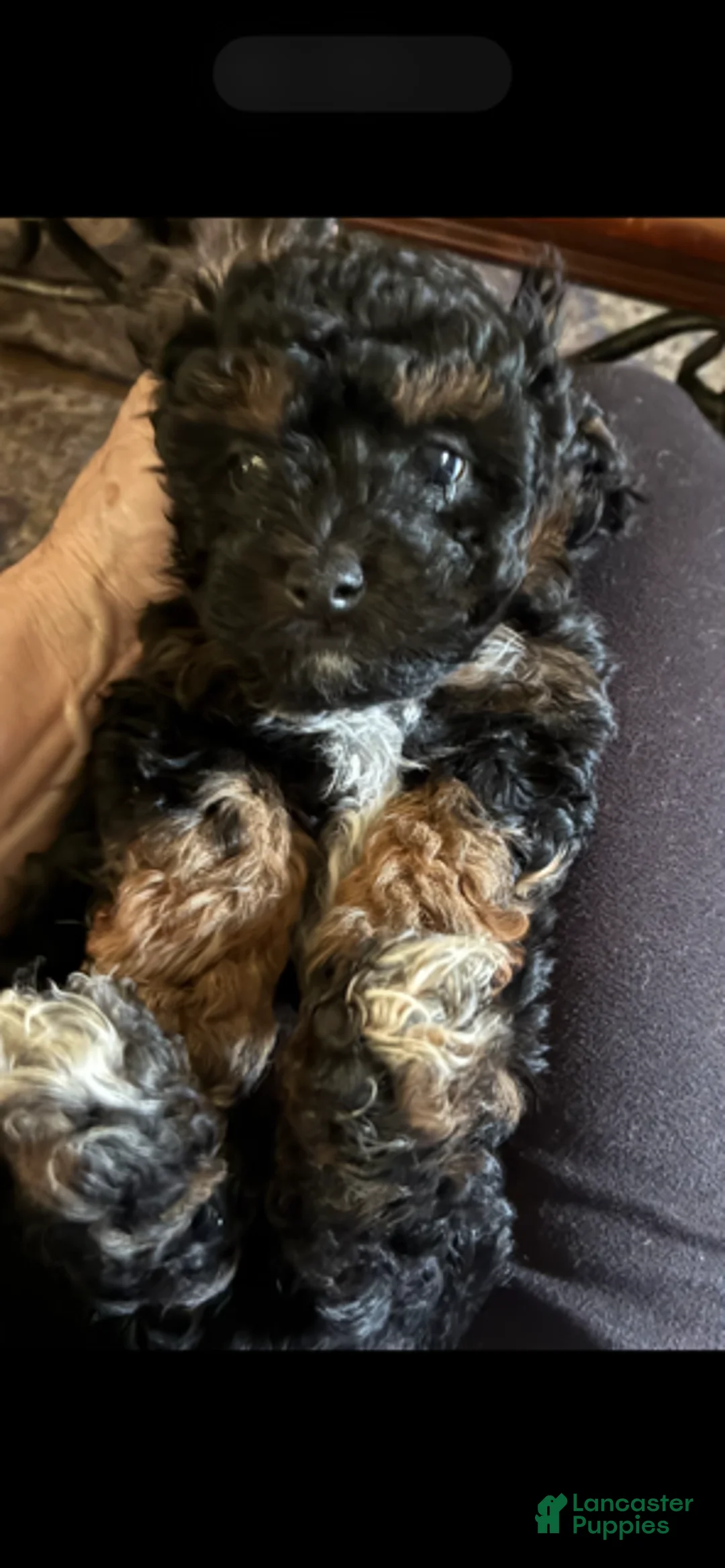 Toy Poodle dogs for sale: Lennie - Ad 1