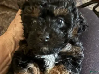 Toy Poodle dogs Lennie - Ad 14