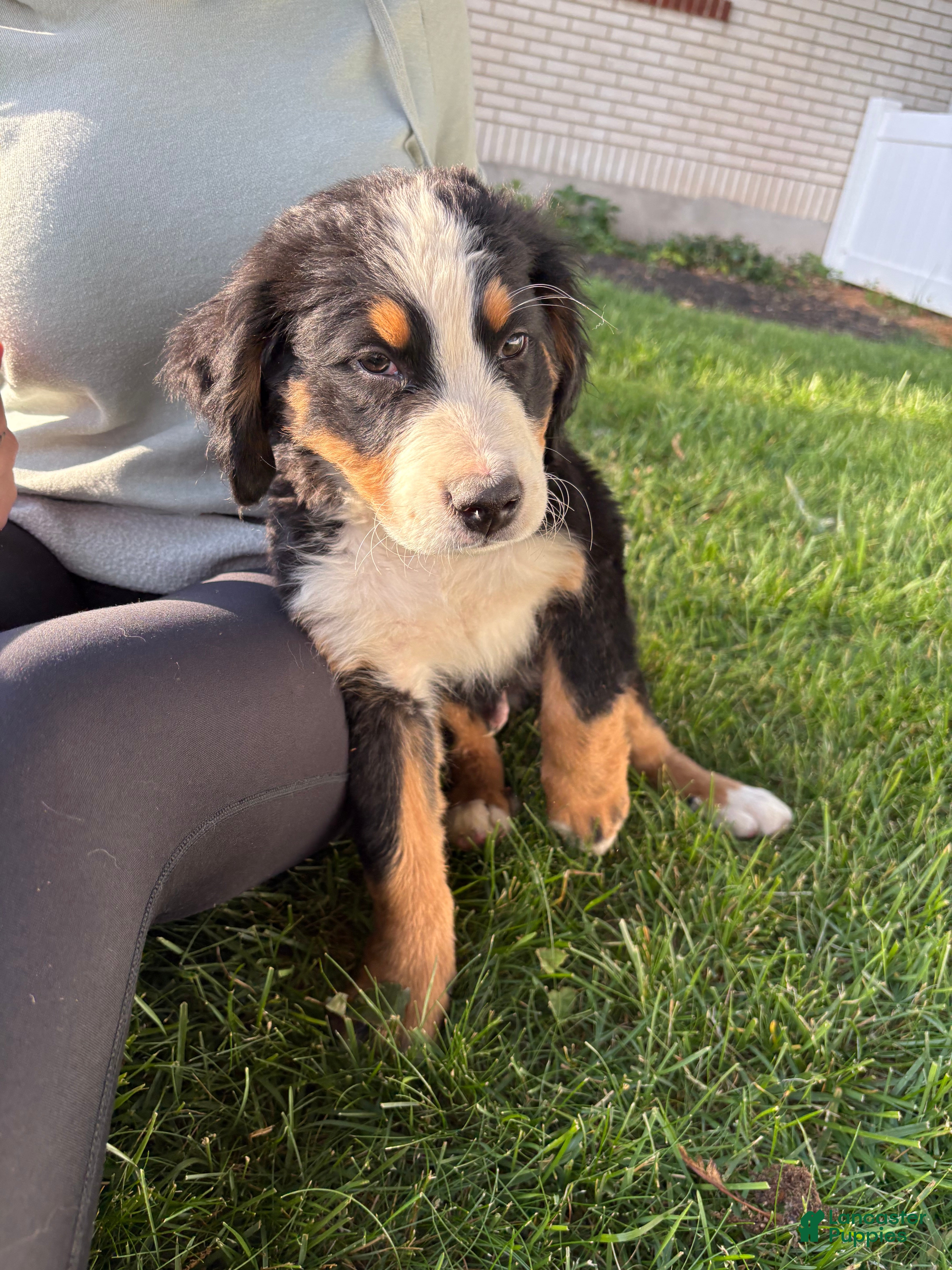 Bernese Mountain Dog dogs for sale: Clover  - Ad 3
