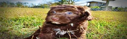 Havapoo dogs for sale: Precious - Ad 18