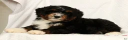 Mini Aussiedoodle dogs for sale: Sandy - Ad 3