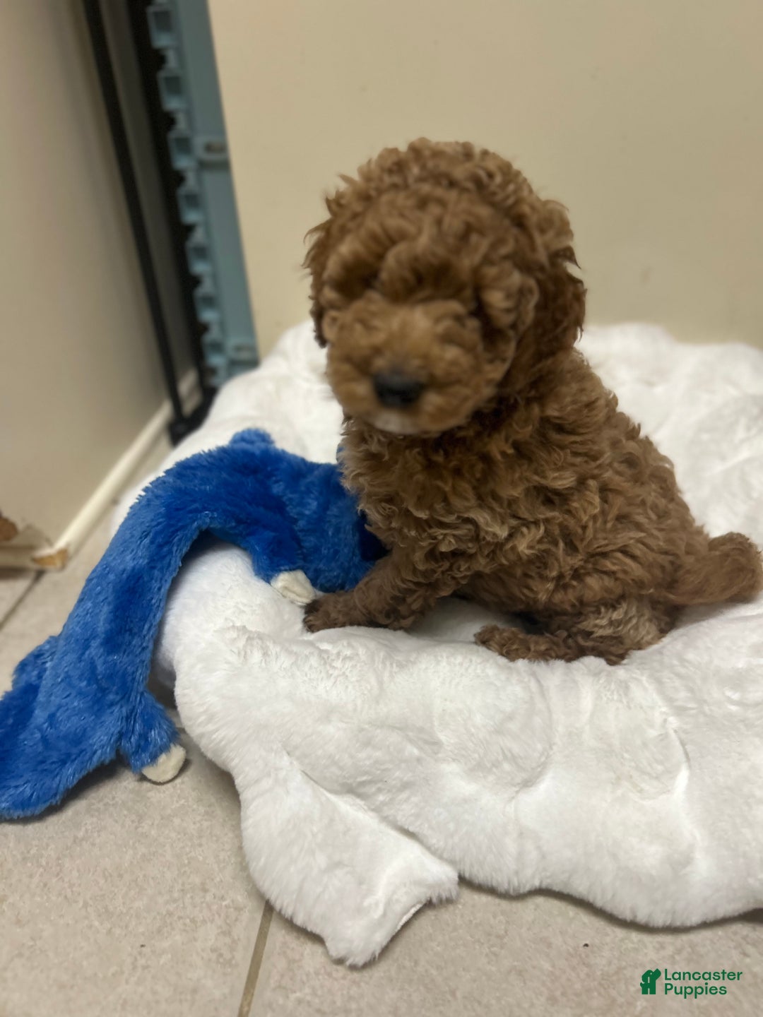 Mini Goldendoodle dogs for sale: Mini Goldendoodle Puppy Cream Puff - Ad 1