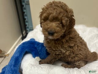 Mini Goldendoodle dogs Mini Goldendoodle Puppy Cream Puff - Ad 11