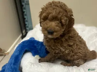 Mini Goldendoodle dogs Mini Goldendoodle Puppy Cream Puff - Ad 37