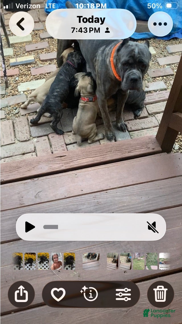 Cane Corso dogs Cane Corso 4 - Ad 2