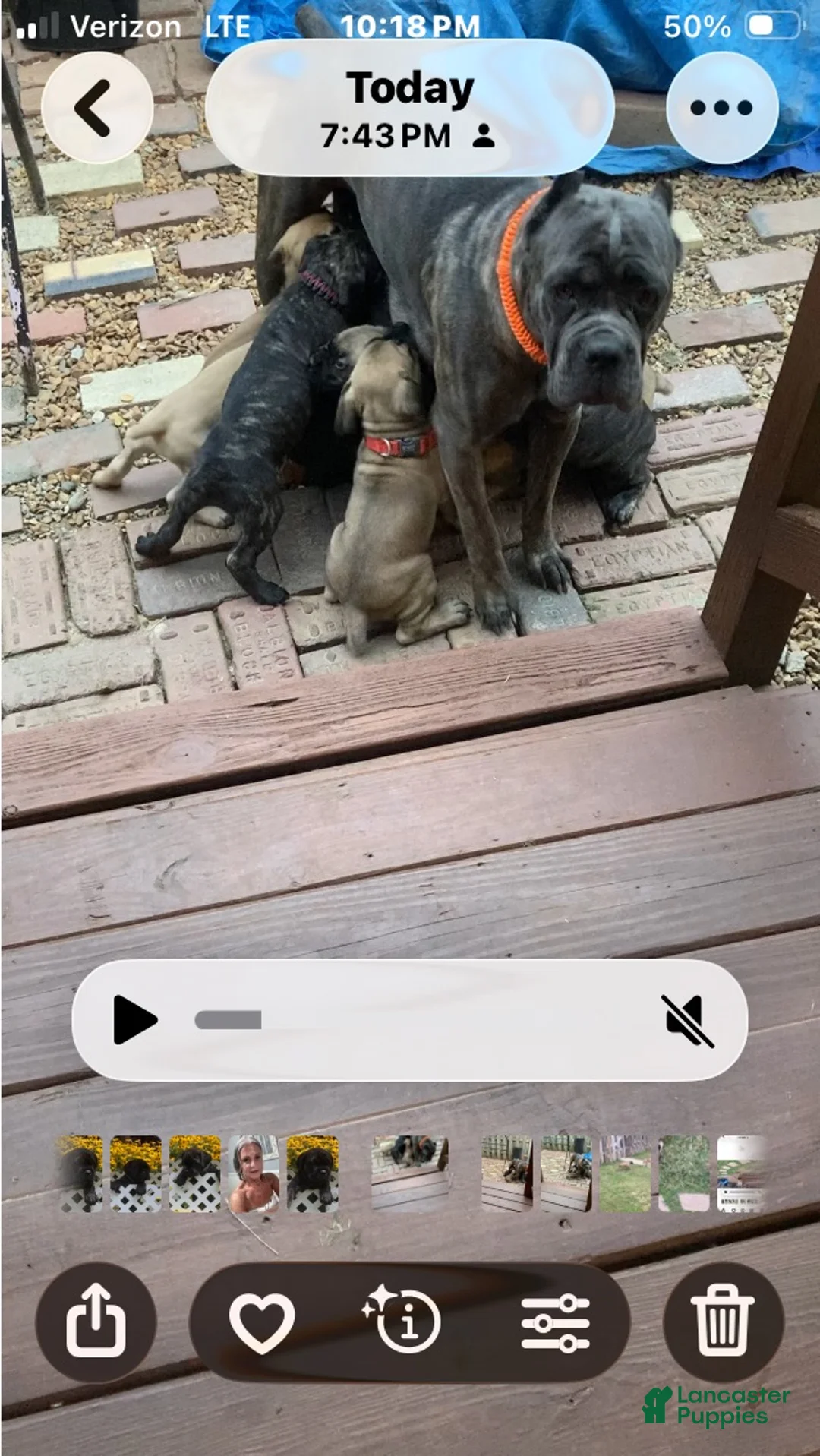 Cane Corso dogs for sale: Cane Corso 1 - Ad 2