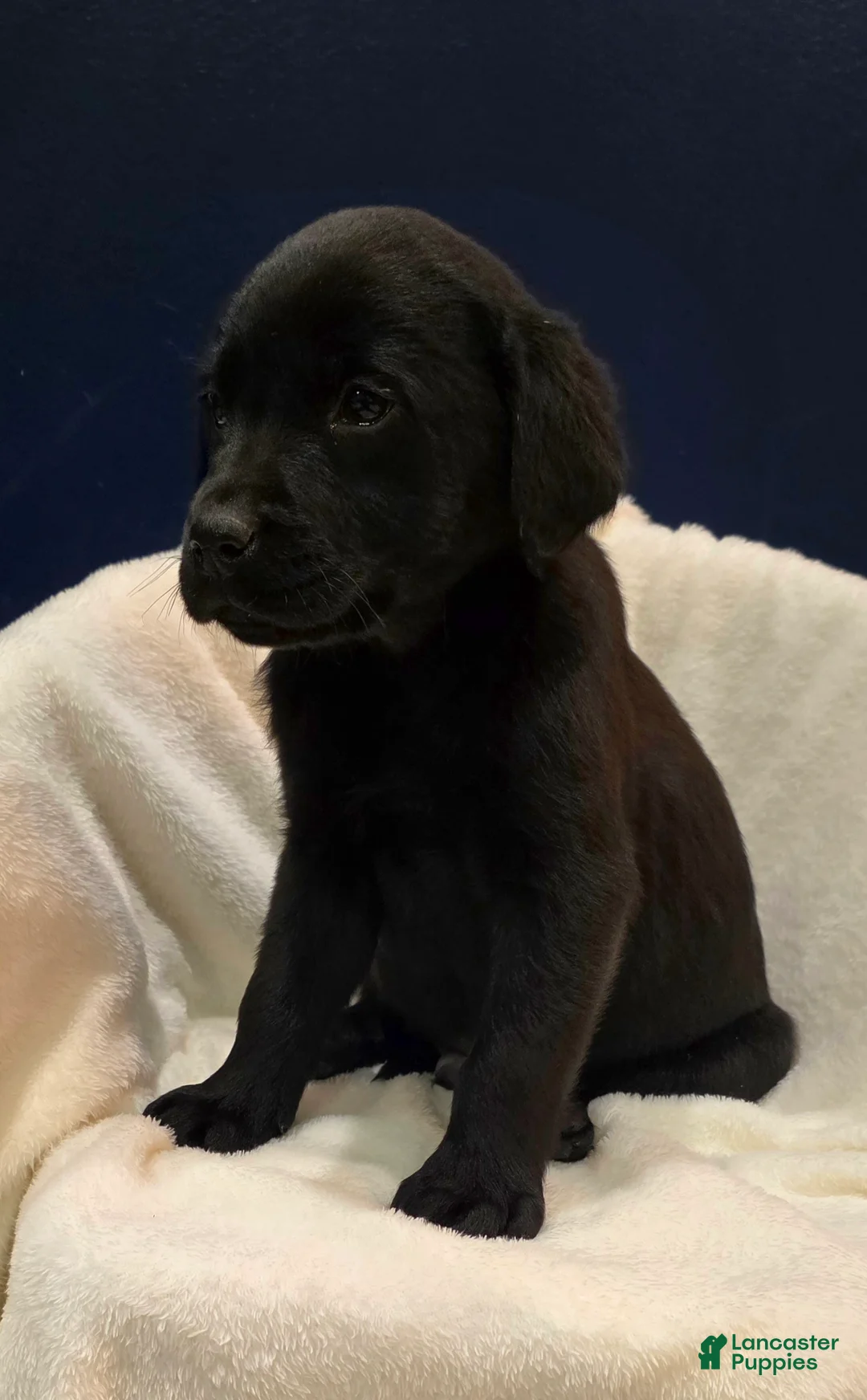 Labrador Retriever dogs for sale: Winston - Ad 2