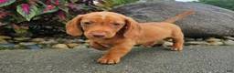 Dachshund dogs for sale: Rex - Ad 9