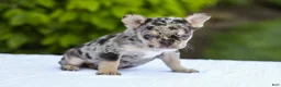 French Bulldog dogs for sale: Joy - Ad 3