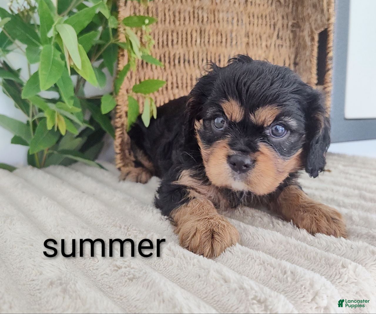 Cavalier King Charles Spaniel dogs Summer  - Ad 1
