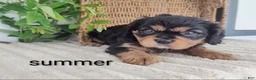 Cavalier King Charles Spaniel dogs for sale: Summer  - Ad 1