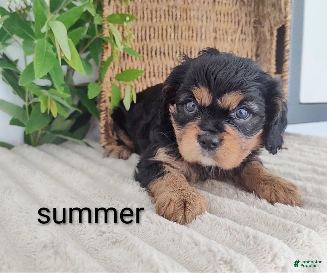 Cavalier King Charles Spaniel dogs for sale: Summer  - Ad 1
