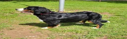 Bernese Mountain Dog dogs for sale: Lulu - Ad 3