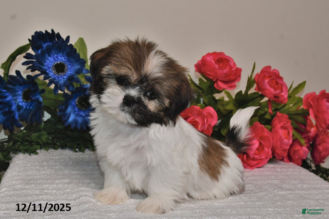 Shih Tzu dogs for sale: Connor - Ad 4