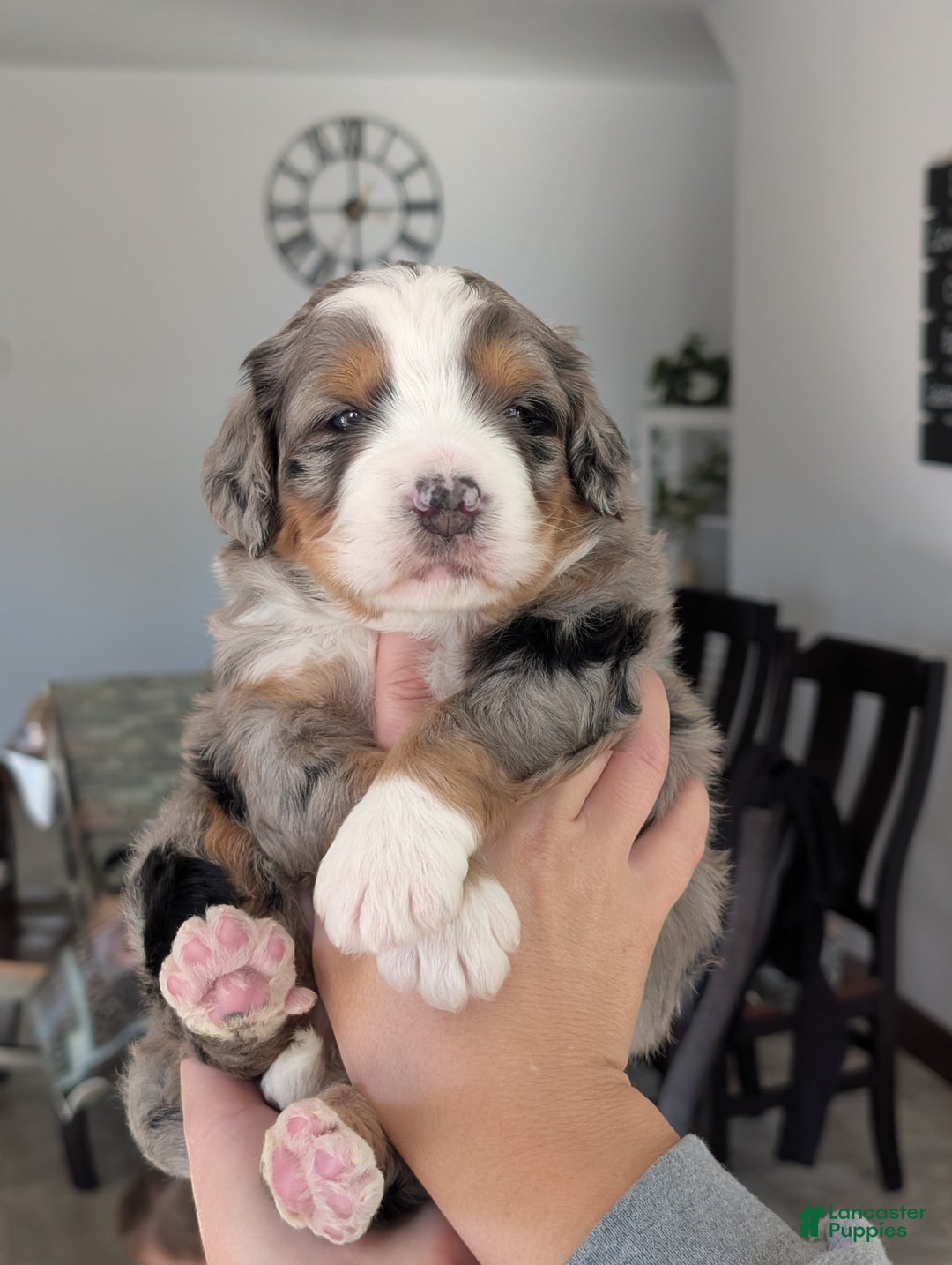 Mini Bernedoodle dogs for sale: Mini Baker  - Ad 2