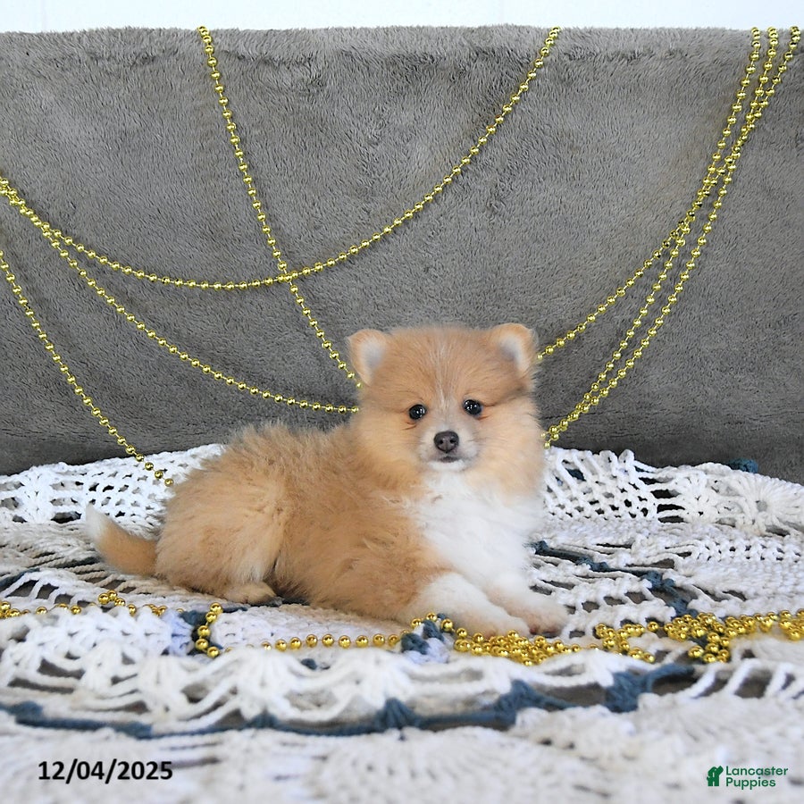 Pomeranian dogs Riena GENETIC CLEARED - Ad 2