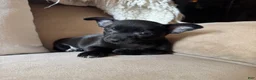 Chihuahua dogs for sale: Carlos - Ad 3