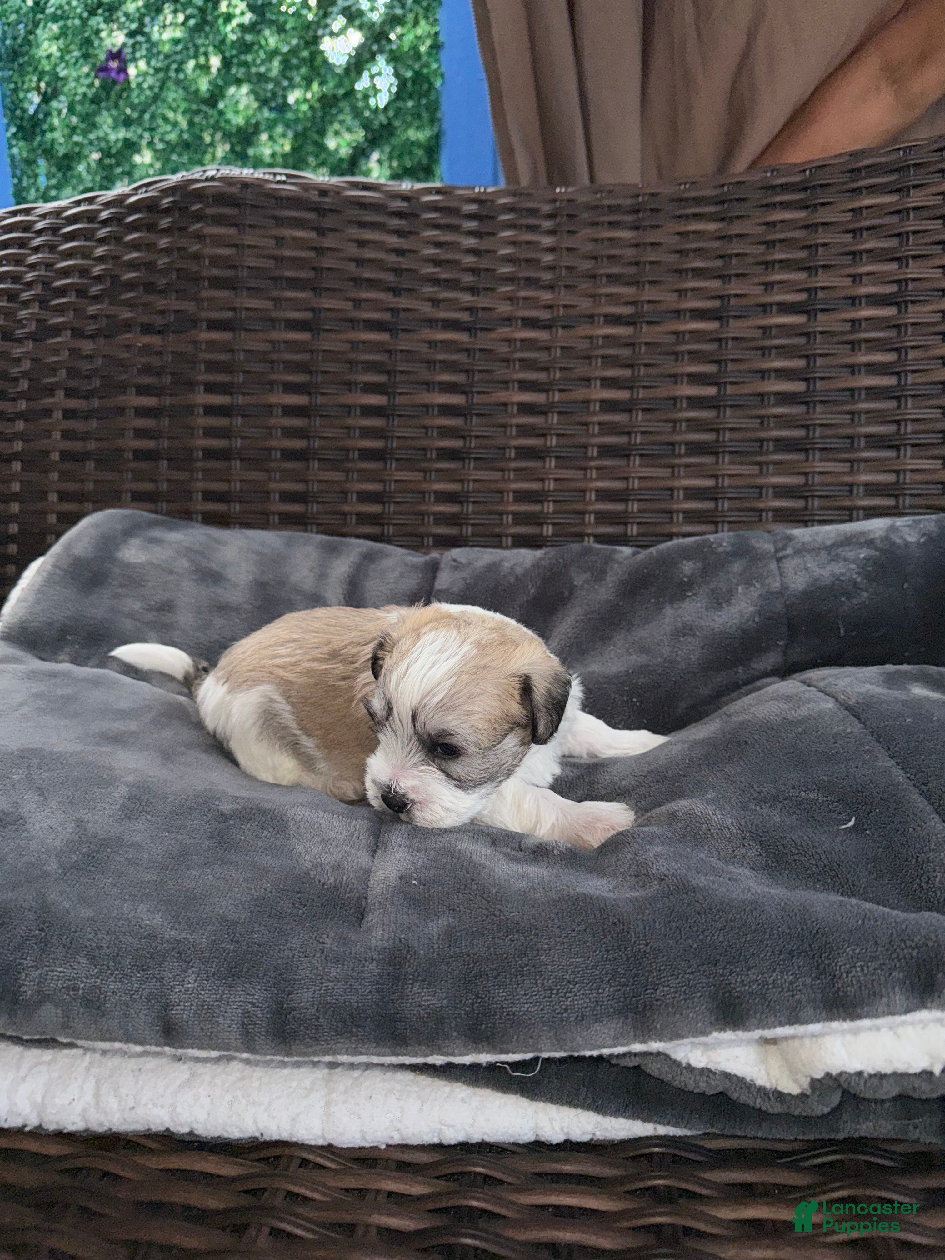 Mixed Breed dogs for sale: Stormy - Ad 4