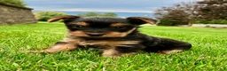 Yorkshire Terrier dogs for sale: Mia - Ad 13