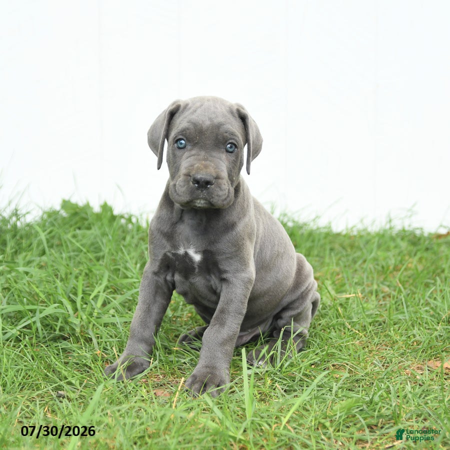 Cane Corso dogs Roman - Ad 1
