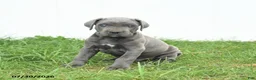 Cane Corso dogs for sale: Roman - Ad 11