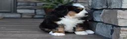 Mini Bernedoodle dogs for sale: Jax - Ad 9