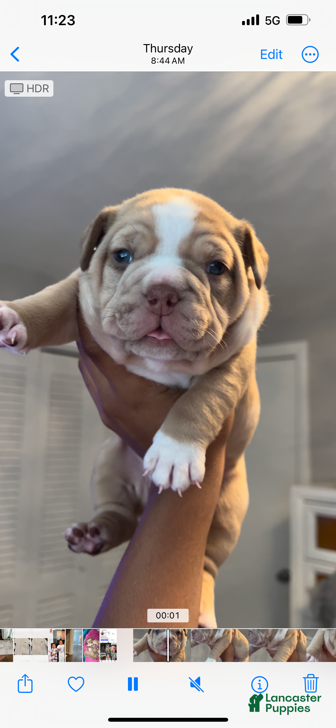 American Bully dogs American Bully Puppy 4 - Ad 17