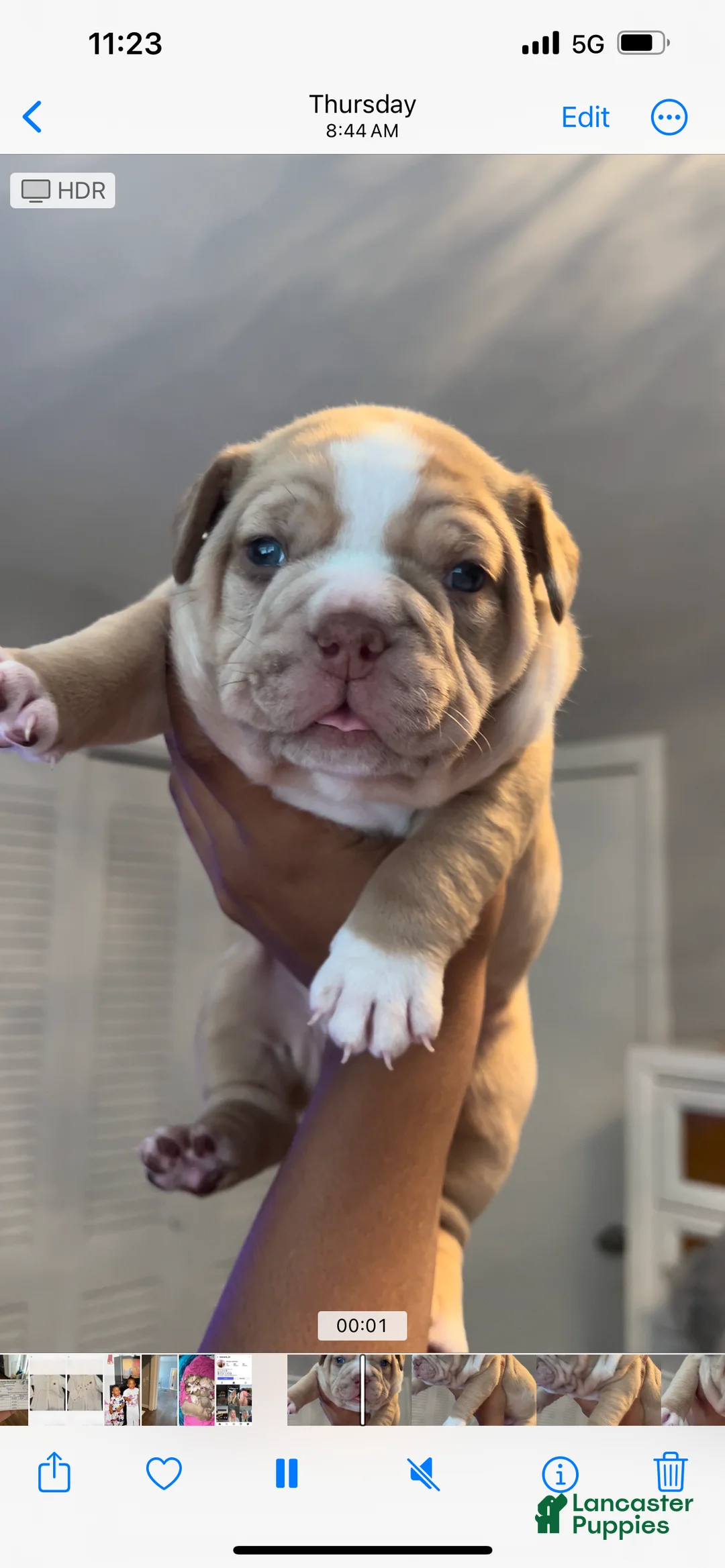 American Bully dogs for sale: American Bully Puppy 4 - Ad 1